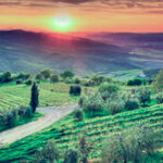 Beautiful landscape with vineyards in Tuscany